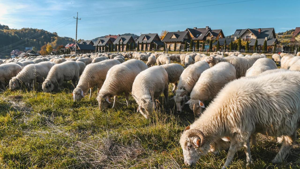 Domki U Adasia Krosnica  Buitenkant foto