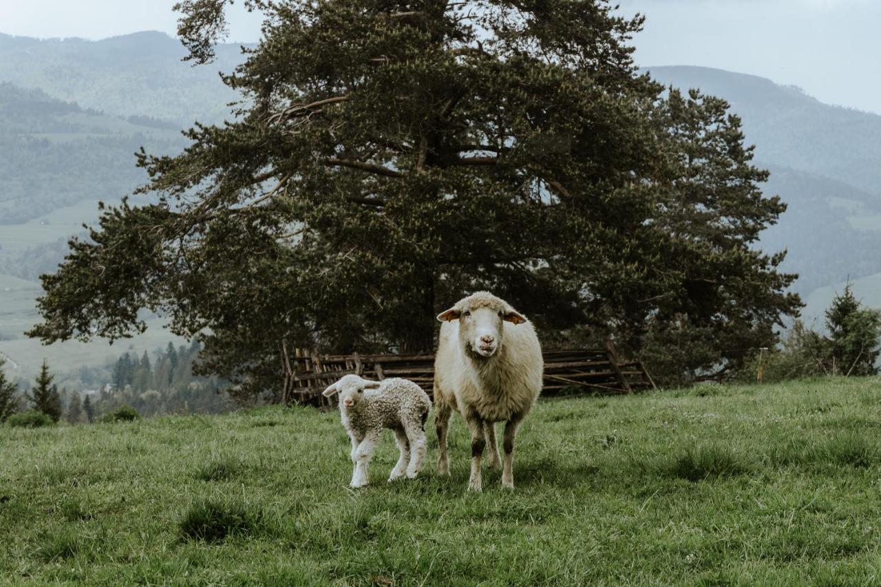 Domki U Adasia Krosnica  Buitenkant foto